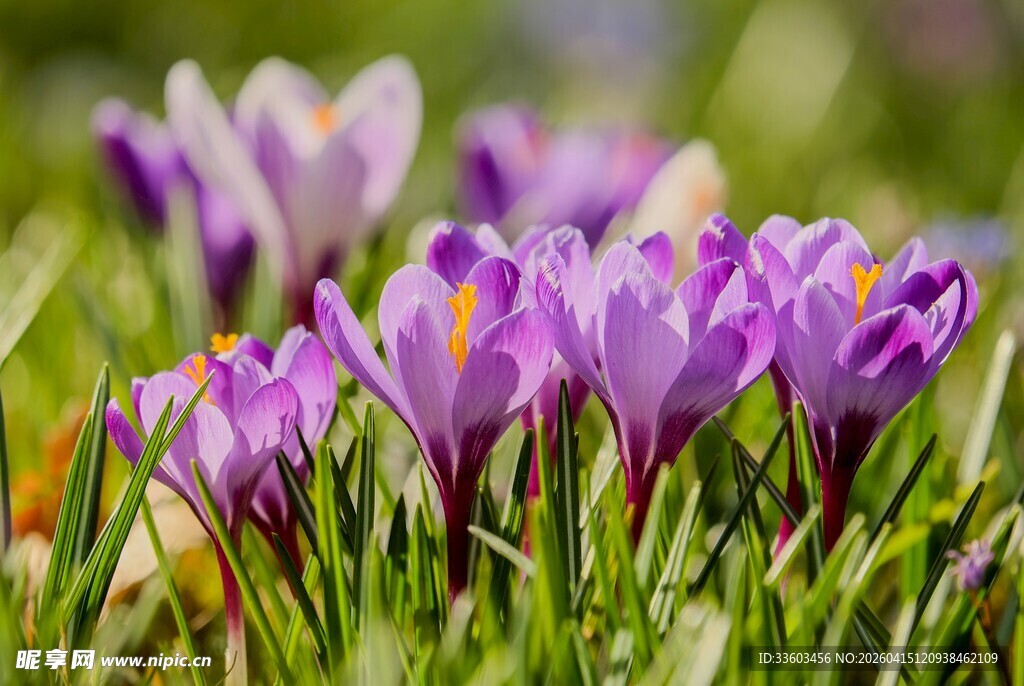 紫色番红花绽放于绿草间