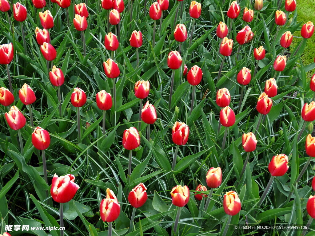 红底白边郁金香花海