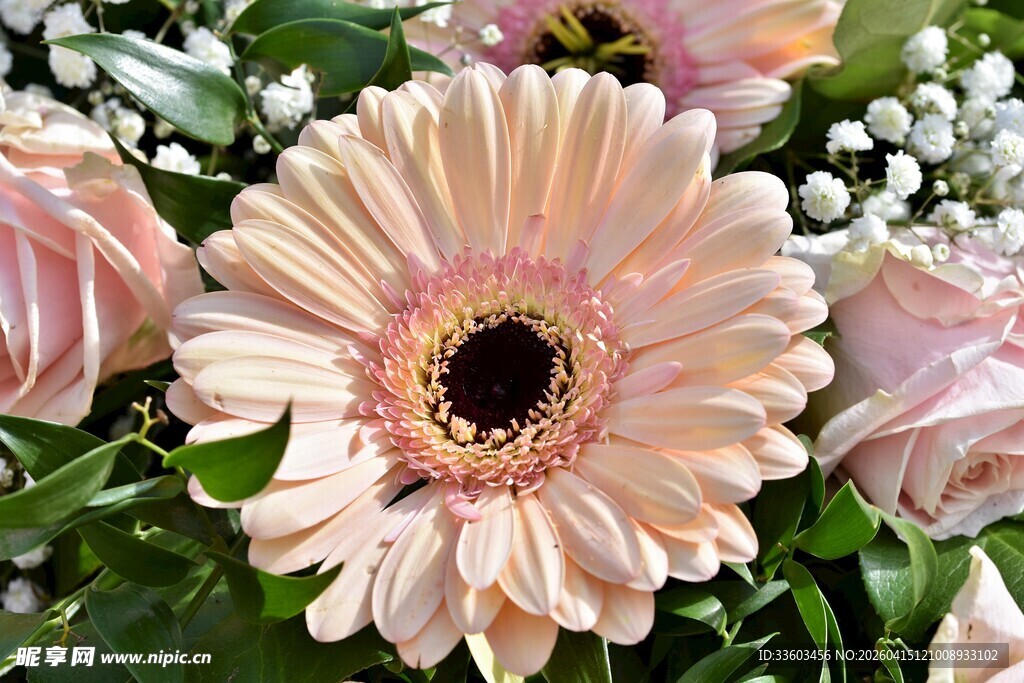 淡粉色非洲菊花卉特写