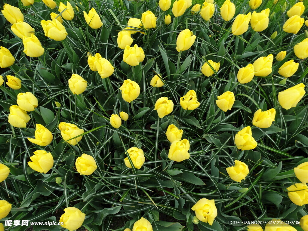 黄色郁金香花海