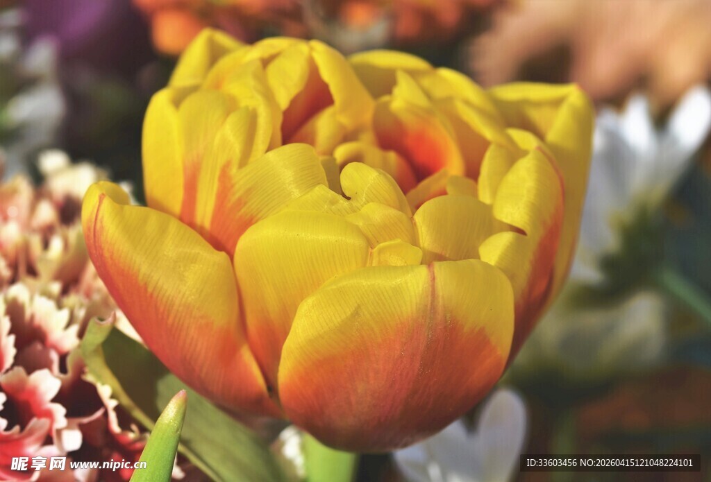 橙黄色郁金香特写