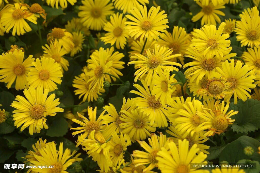 金黄灿烂小菊花绽放