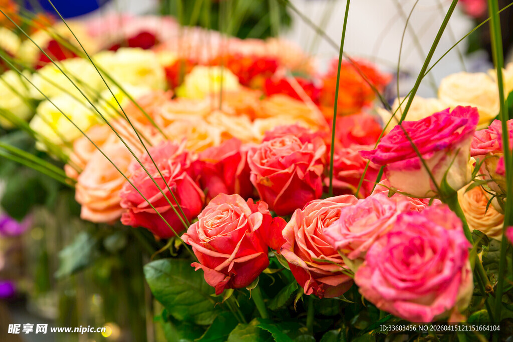 多彩娇艳的美丽玫瑰花束