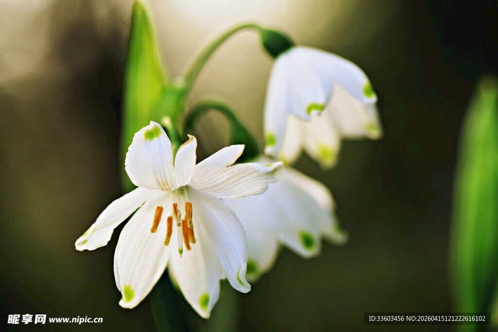 清新铃兰花绽放