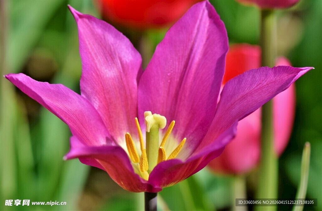 娇艳紫色郁金香绽放