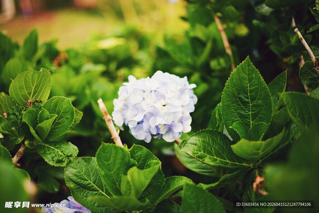 清新绣球花绽放绿叶间