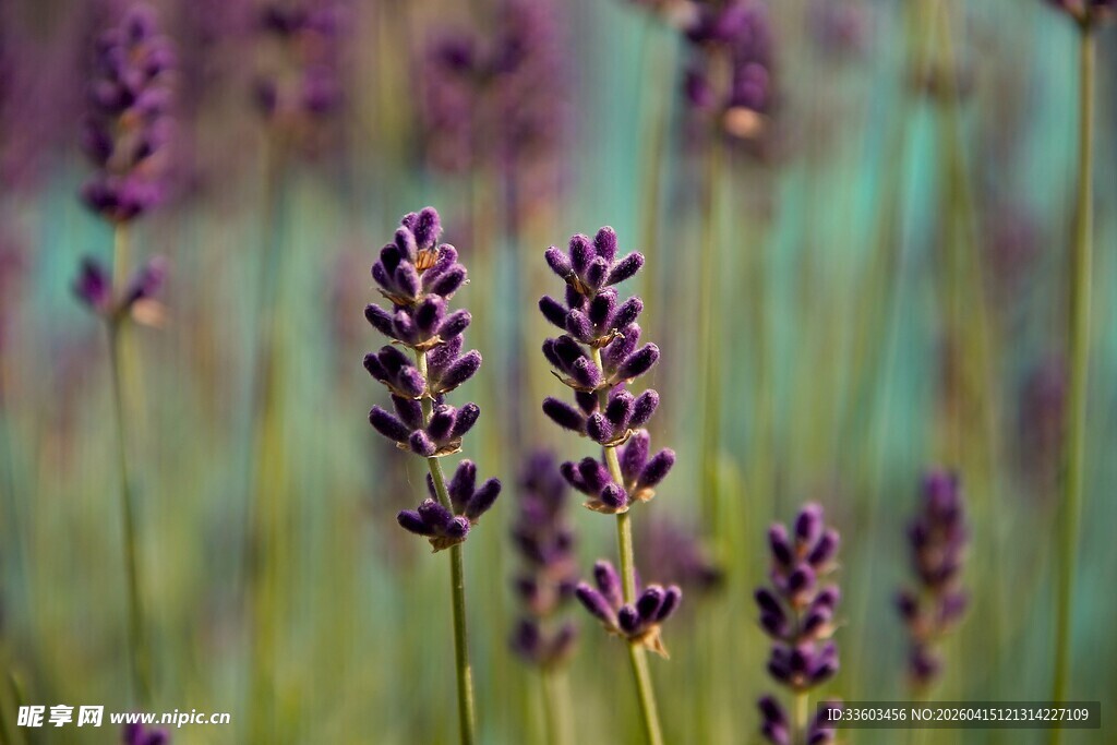 紫色薰衣草花绽放美景