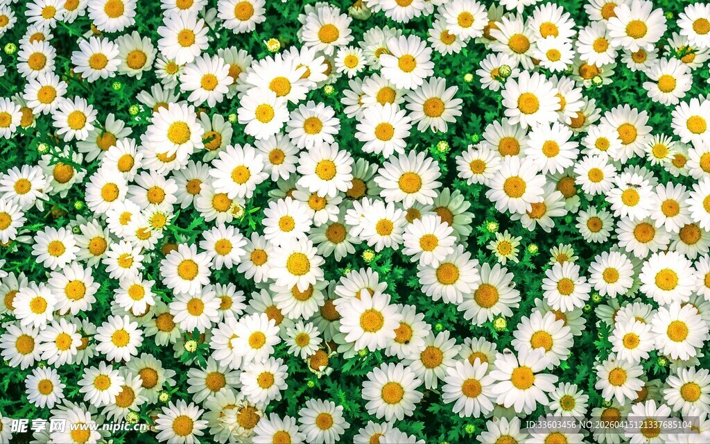 小雏菊铺满的清新画面