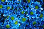 蓝色雏菊绽放的美丽瞬间