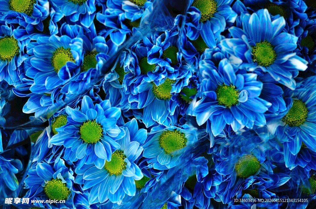 蓝色雏菊绽放的美丽瞬间
