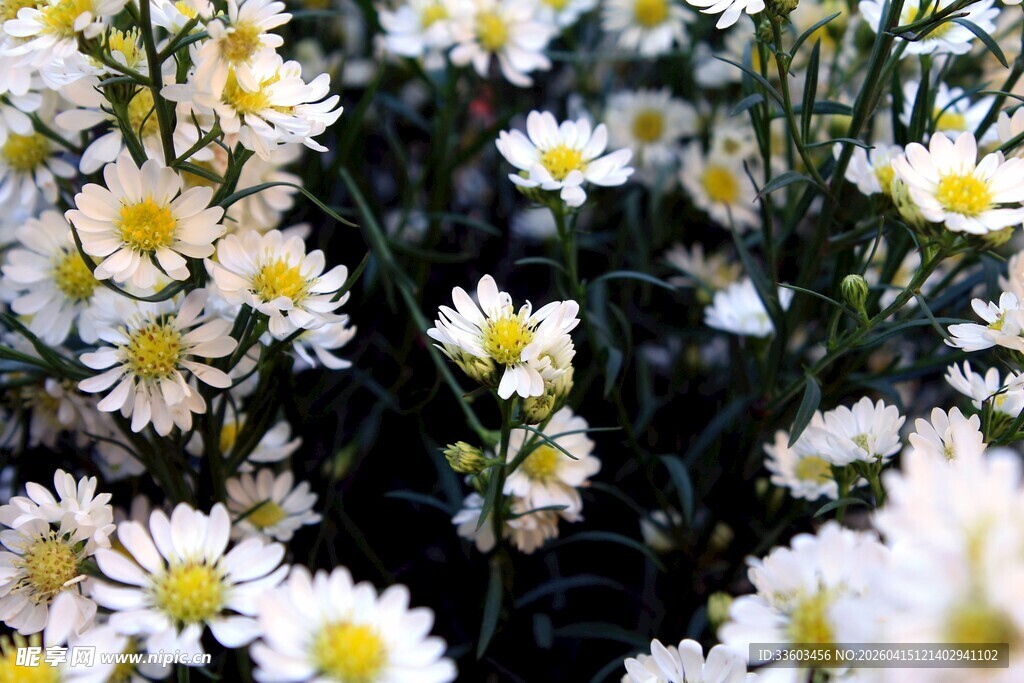 清新小白菊绽放画面