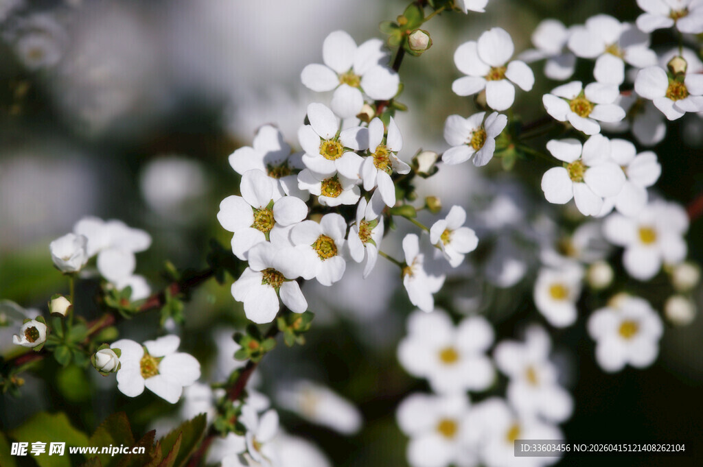 白色小花绽放枝头