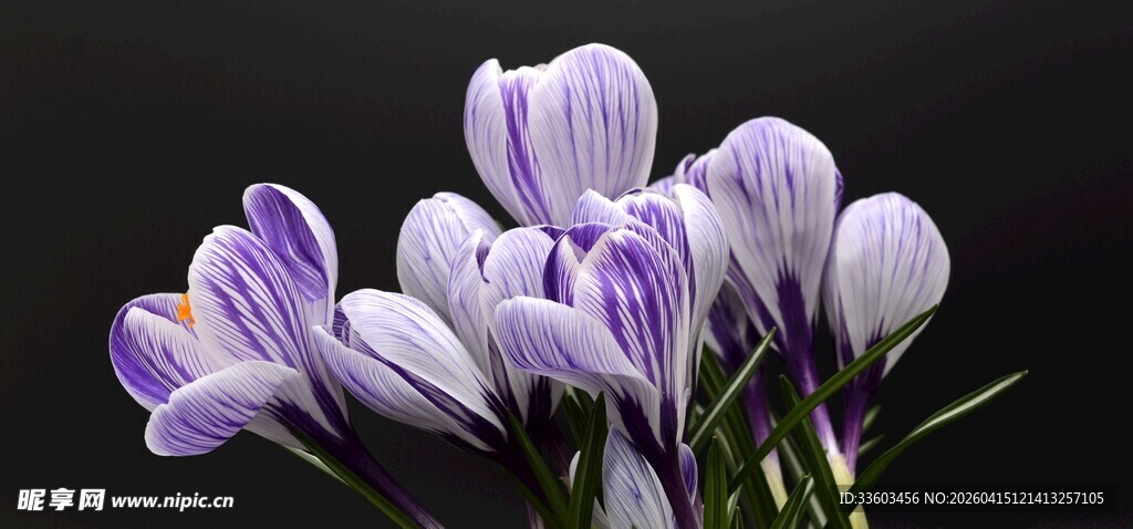 紫色番红花绽放