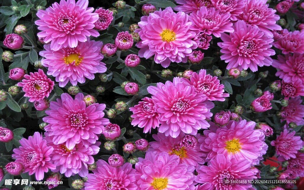 艳丽粉色菊花绽放