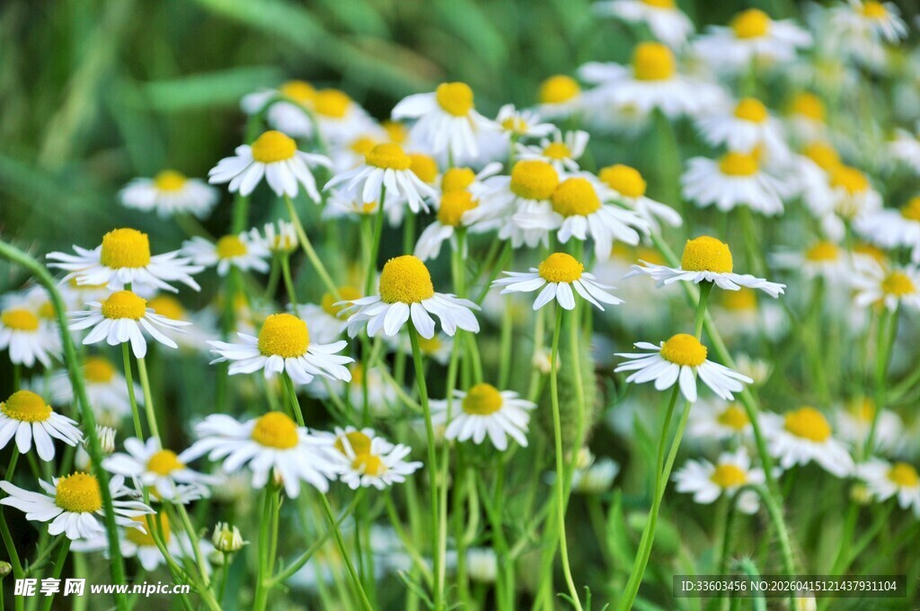 清新雏菊绽放于绿野