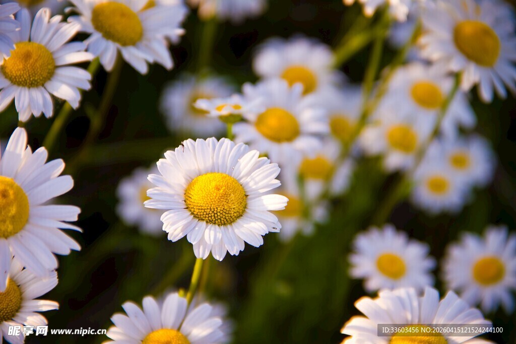 清新小白菊绽放于绿野