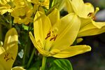 黄色百合花绽放