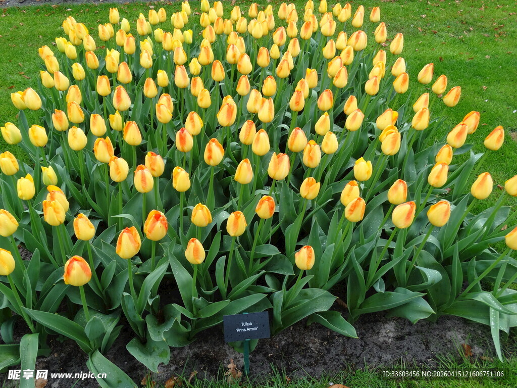 黄色郁金香花海