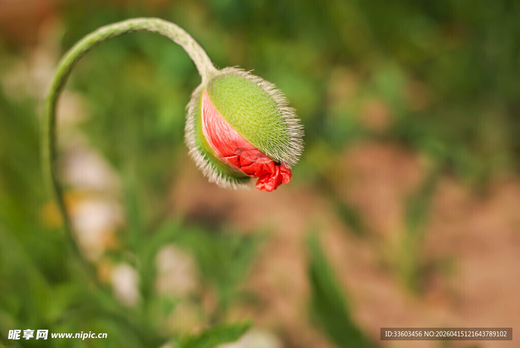 含苞待放的虞美人