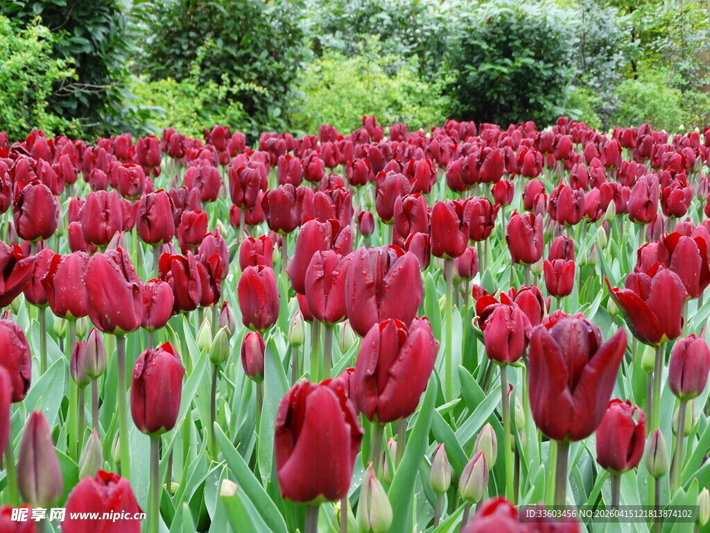 绚烂郁金香花海