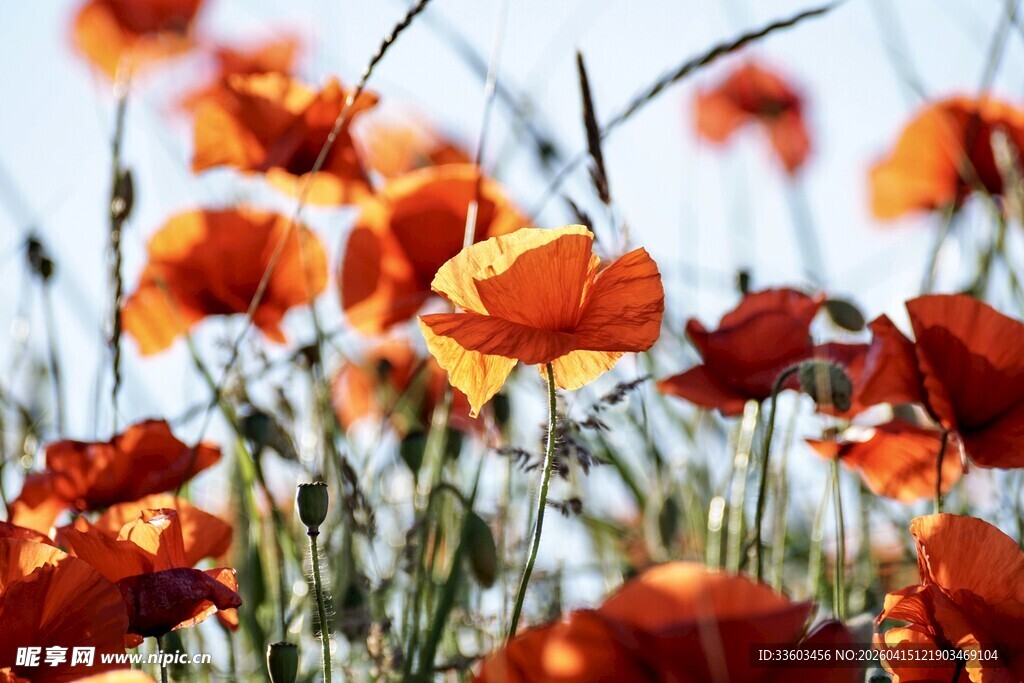 盛开的艳丽红色虞美人花