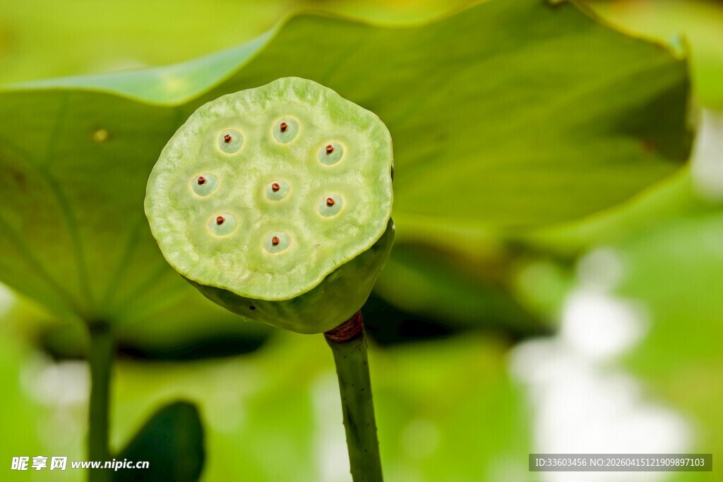 莲蓬特写