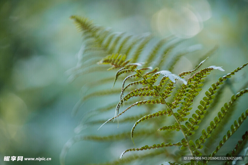 翠绿蕨叶特写