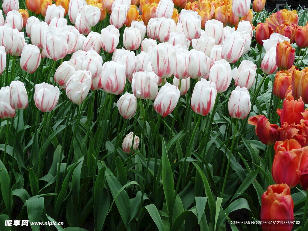 多彩郁金香绽放的美丽