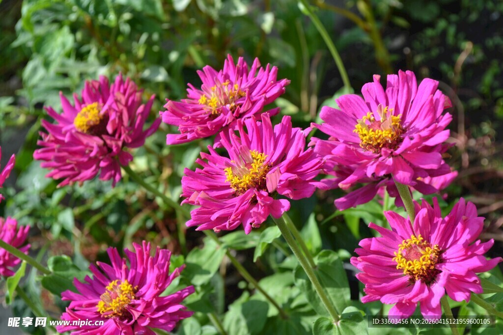 艳丽粉色花朵绽放