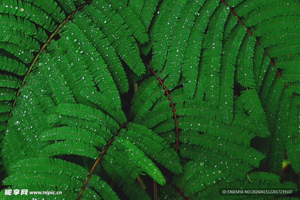 翠绿蕨类叶片特写