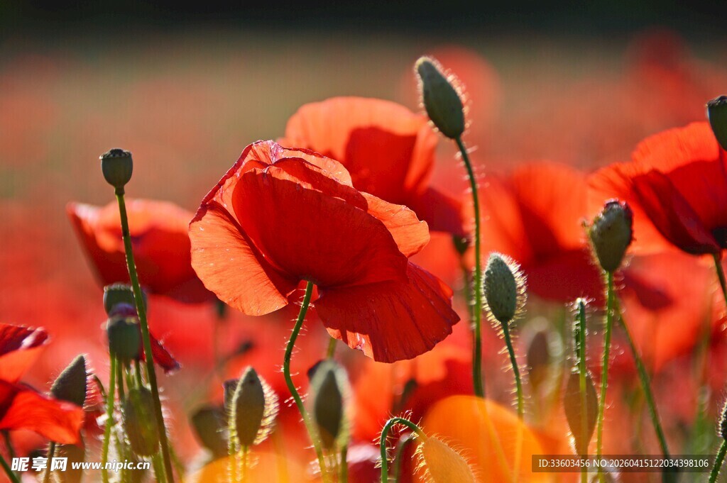 艳丽虞美人花海绽放