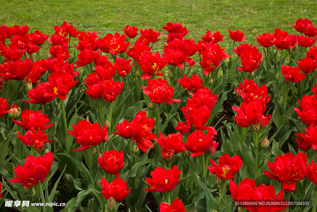 红色郁金香花海绽放