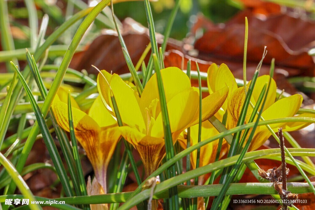 草丛中的黄色番红花