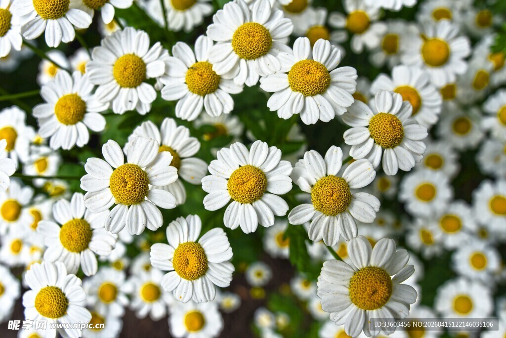 清新小白菊绽放画面