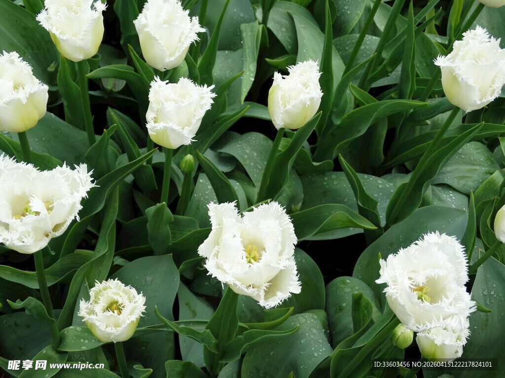 白色郁金香花丛