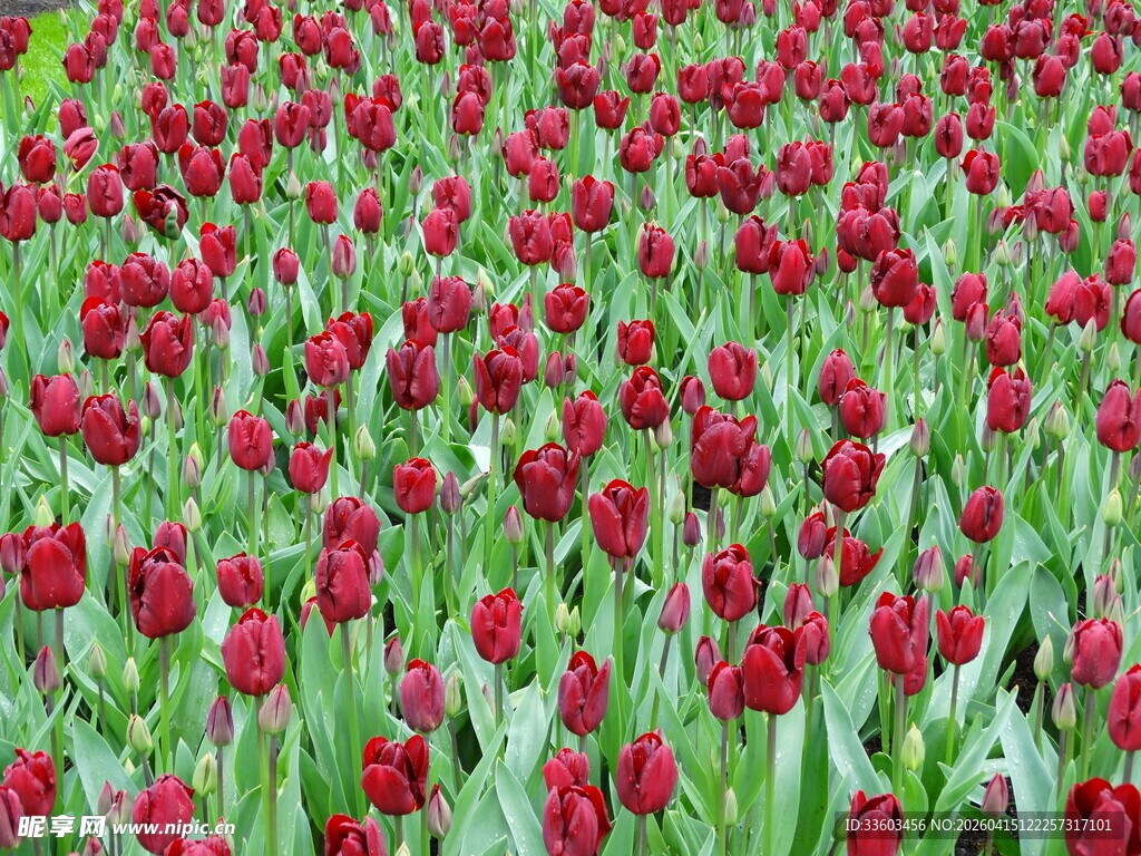 红色郁金香花海