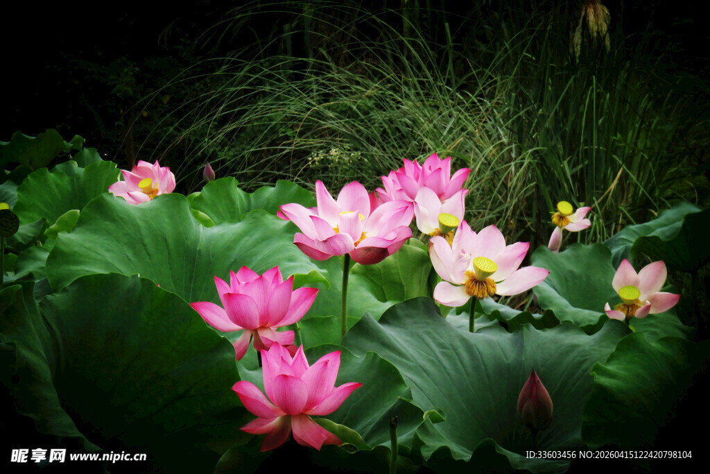 粉色荷花绽放于绿叶间