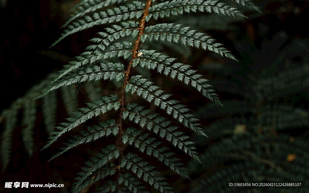 蕨类植物叶片特写