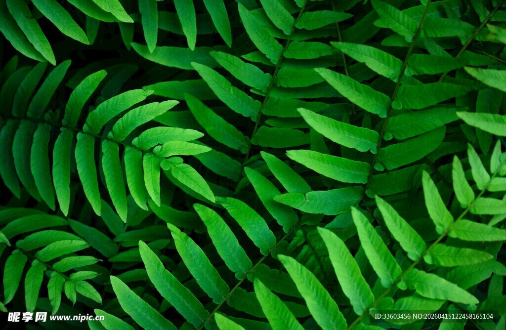 翠绿蕨类叶片纹理特写