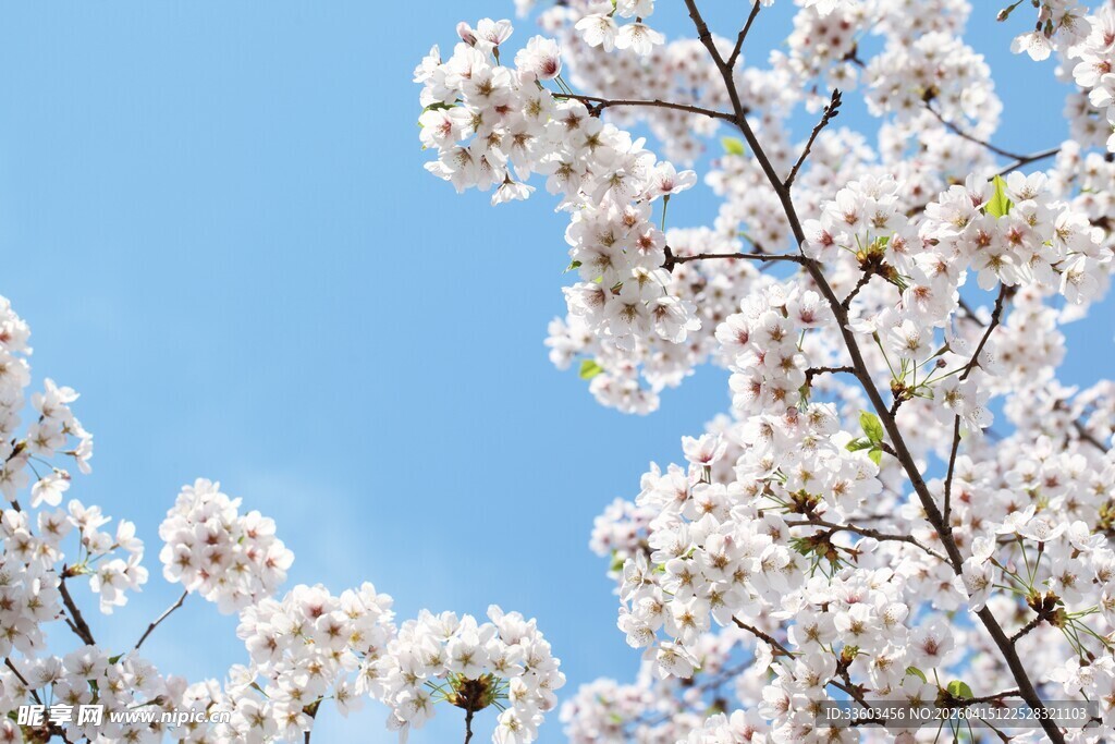 蓝天映衬下的烂漫樱花