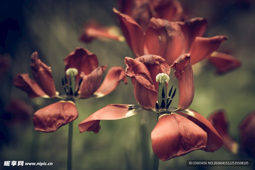 枯萎的红色花朵特写