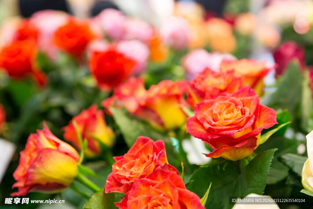 多彩娇艳的盛开玫瑰花