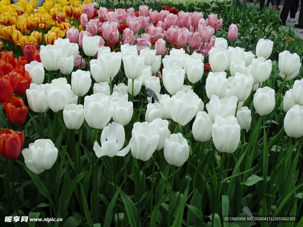 多彩郁金香花海绽放