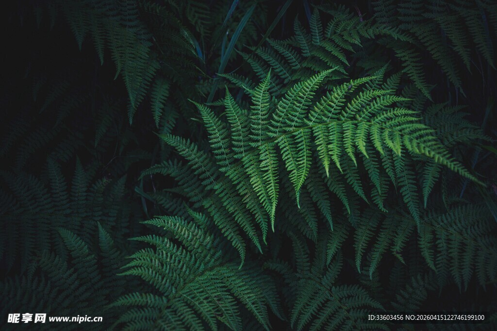 深绿蕨类植物特写