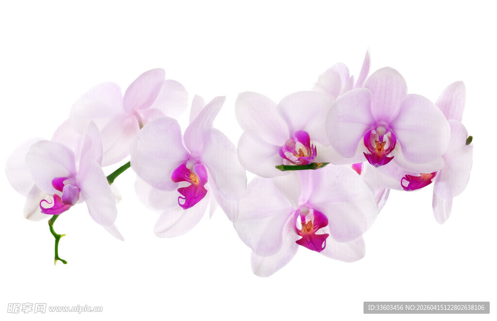 优雅粉色兰花绽放