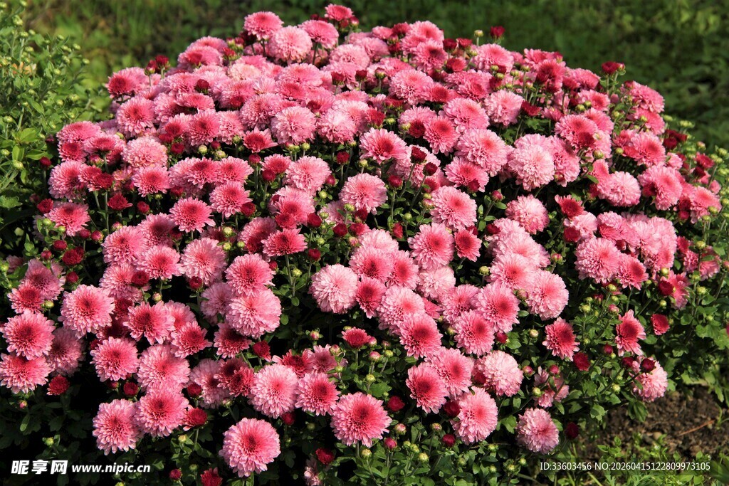 粉色繁花簇拥的美丽景致