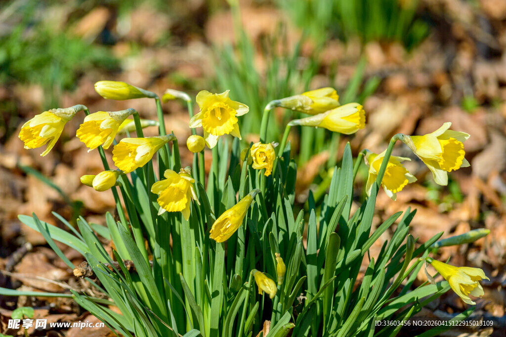 黄色水仙绽放于绿地间