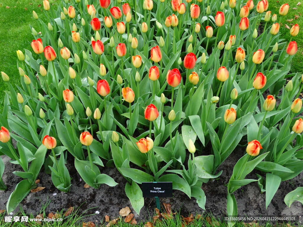 多彩郁金香绽放于绿地