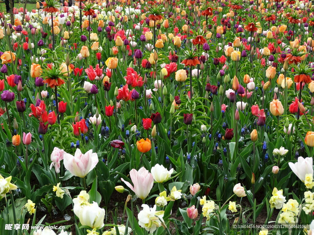 五彩斑斓的郁金香花海