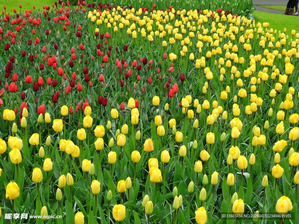 多彩郁金香花海美景